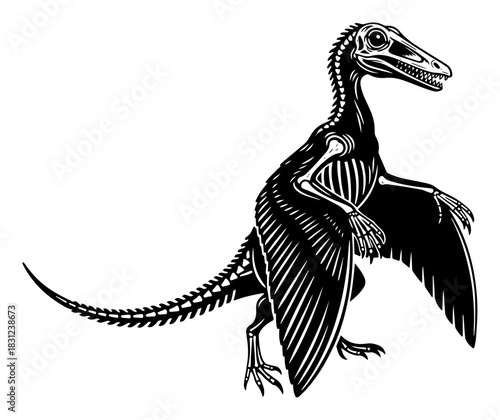 Dinosaur skeleton with feathers, prehistoric raptor fossil vector illustration