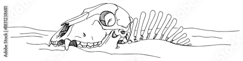 Animal skull and skeleton bones buried in sand, desert drought concept vector sketch