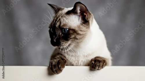 Curious domestic cat with blue eyes peeking over surface in studio portrait