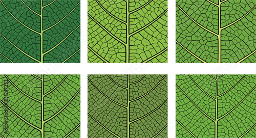 Six variations of green leaf veins in a grid pattern on white background