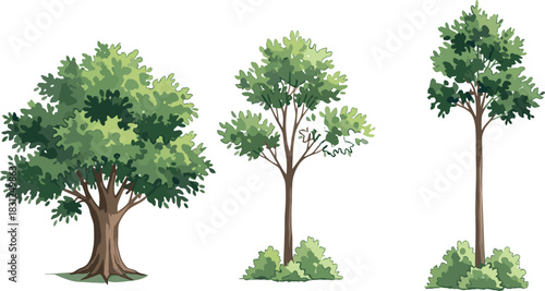 Tree shape diversity vector set, foliage density comparison, botanical landscape illustration, nature growth forms, forest plant design artwork
