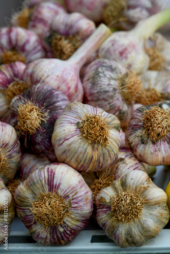 Group of Garlic bulbs