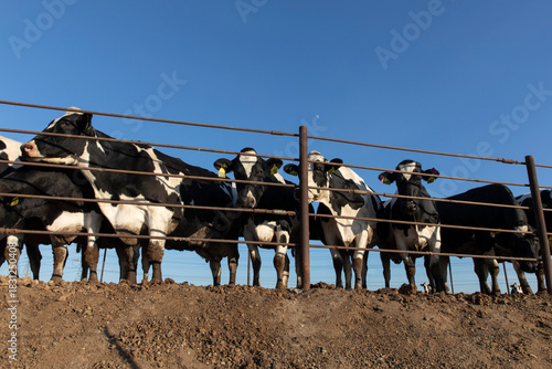 cows in cow farm fence
