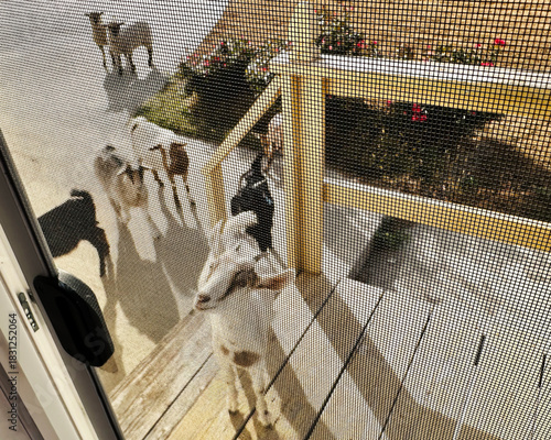Visiting neighbor guests and sheep
