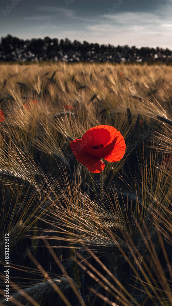 Obraz premium A vibrant red poppy stands tall in a golden wheat field, backlit by the setting sun. Evokes themes of remembrance, nature, resilience, rural beauty. Suitable for editorials, or advertising projects.