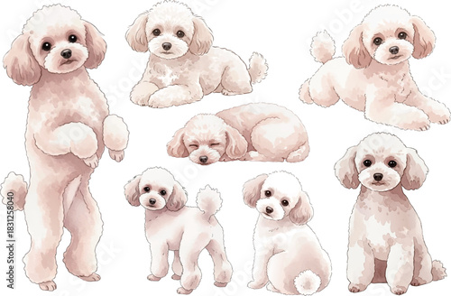 トイプードルの水彩風イラストセット