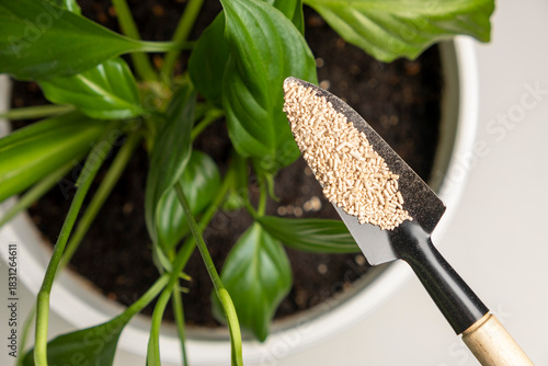 Adding insect repellent to indoor plants