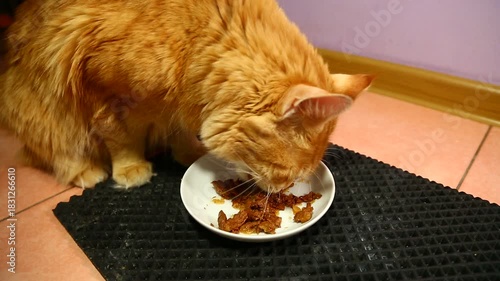 Cute fur bright orange maine coon cat eating breakfast with tasty beef meal from a white plate indoors home kitchen room. Closeup funny portrait