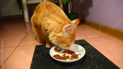 Cute fur bright orange maine coon cat eating breakfast with tasty beef meal from a white plate indoors home kitchen room. Closeup funny portrait