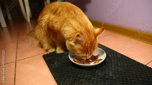 Cute fur bright orange maine coon cat eating breakfast with tasty beef meal from a white plate indoors home kitchen room. Closeup funny portrait