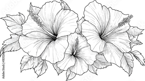Elegant black and white outline illustration of tropical hibiscus flowers and leaves, botanical drawing, floral art