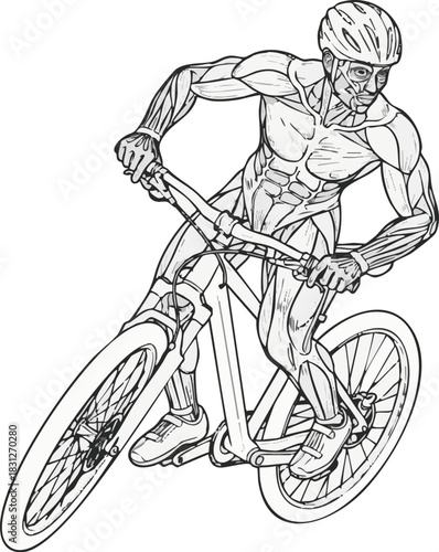 An anatomical illustration of a male cyclist riding a mountain bike, showing the muscular system in action.