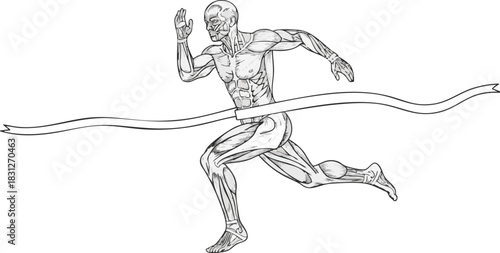 Anatomical illustration of a muscular man sprinting and breaking the tape at a finish line.