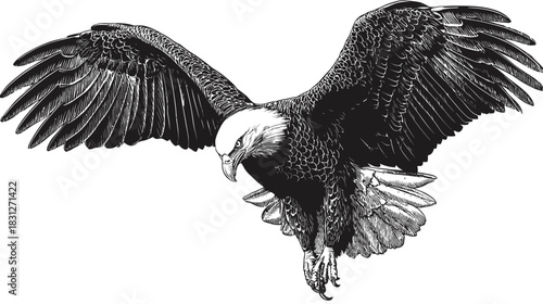 Majestic flying eagle with spread wings, black and white detailed illustration. Powerful bird of prey in flight, engraving style artwork.