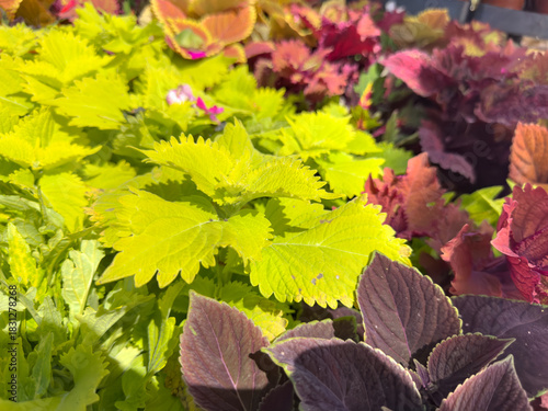 Photography A view of the green leaves of a coleus plant.