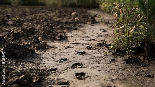Animal Footprints Trail Through Damp Muddy Ground in Lush Greenery.