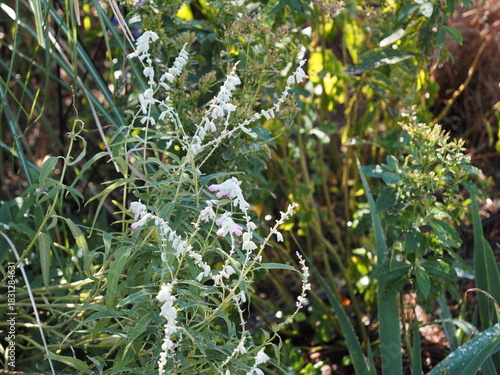 サルビアレウカンサ　