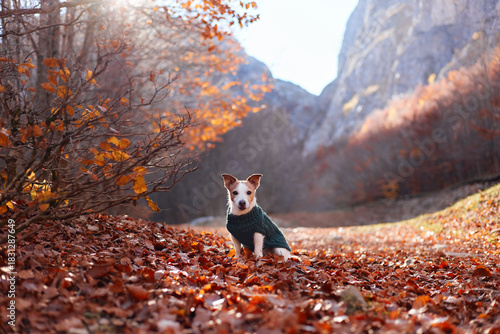 A Jack Russell Terrier in a green sweater sits confidently on a trail filled with orange autumn leaves and mountains behind. The framing creates strong symmetry.