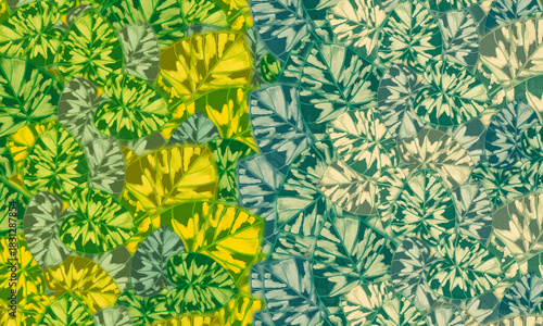 colorful  leaves spring nature wallpaper background