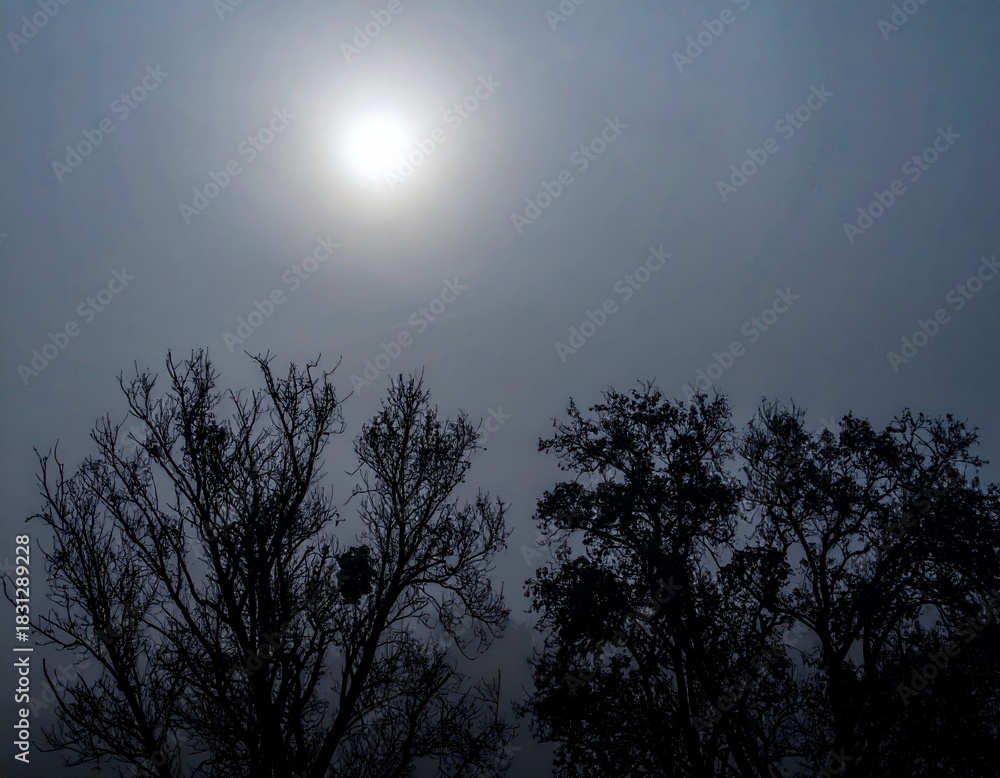 Naklejka premium moon in the sky