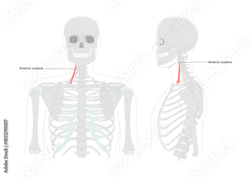Anterior scalene - Human neck muscle labeled anatomy chart located on the lateral neck, assists in elevating the first rib during respiration and lateral neck flexion medical and educational reference