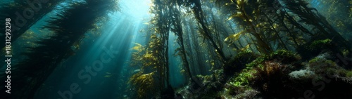 Underwater adventure hdr panoramic view of kelp forest ecosystem