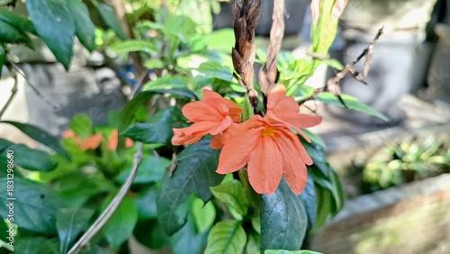 Peach Firecracker Flowers (Crossandra infundibuliformis) blooming, showcasing vibrant orange blossoms and close-up details of tropical peach Crossandra in bloom with green leaves