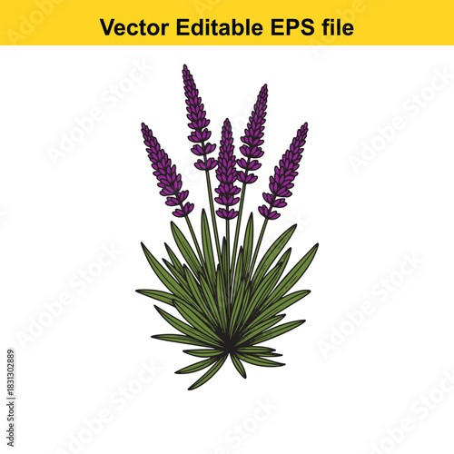Vector illustration of a blooming lavender plant with purple flower spikes and green foliage, isolated on white background