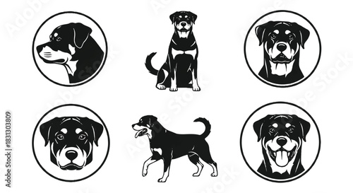 Monochrome vector set of Rottweiler dog portraits and full body poses.