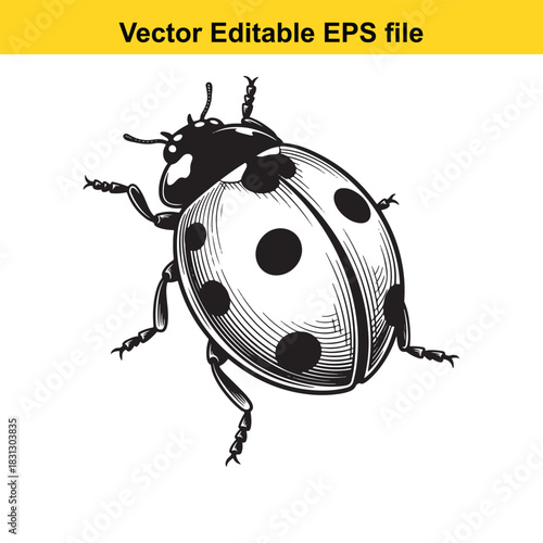 Detailed black and white engraving illustration of a ladybug with seven spots, isolated on white background, perfect for nature and insect design projects