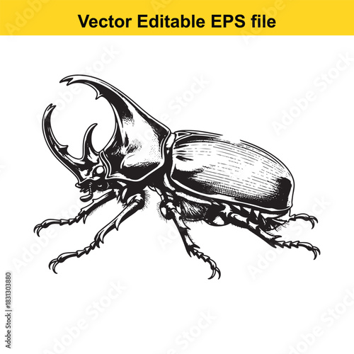 Detailed black and white engraving illustration of a large rhinoceros beetle with prominent horns, isolated on white background