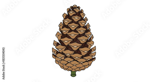 Detailed Illustration of a Single Pine Cone on a White Background.