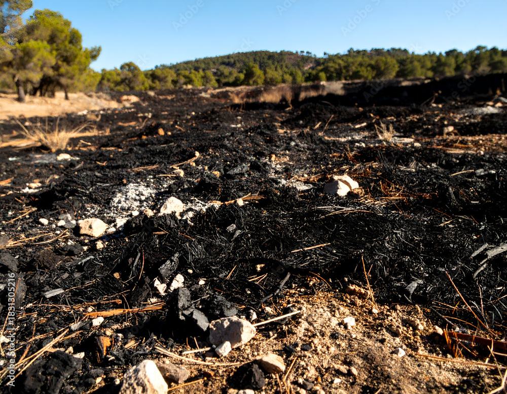 Fototapeta premium Charred ground and ash remain after a devastating wildfire, showing environmental impact and climate change consequences on a dry landscape.