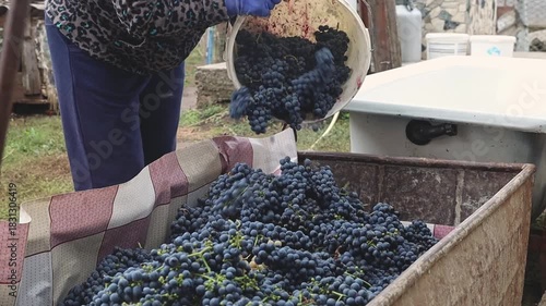 An older woman pours grapes from a bucket into a container in a rural area.