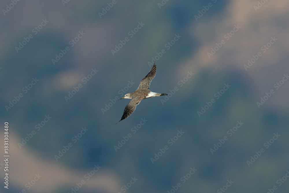 Obraz premium Greater yellowlegs flying, seen in the wild in North California