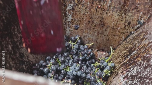 Grape bunches are crushed in a retro wine press machine.