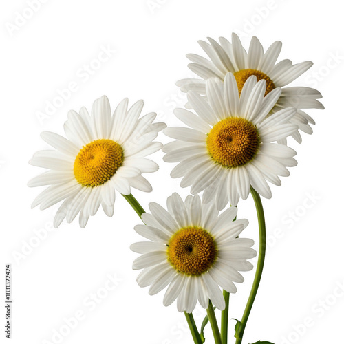 Cluster of white daisies with yellow centers isolated on transparent background