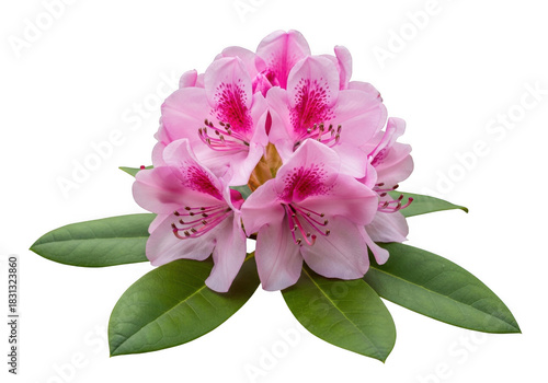 Pink rhododendron flower blossom isolated on transparent background