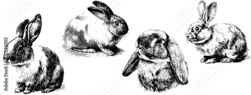 Vintage Engraved Rabbits Set Vector — Retro Etching Bunny Illustrations, Black and White Animal Clipart Collection