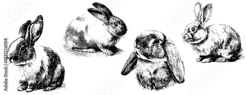 Vintage Engraved Rabbits Set Vector — Retro Etching Bunny Illustrations, Black and White Animal Clipart Collection