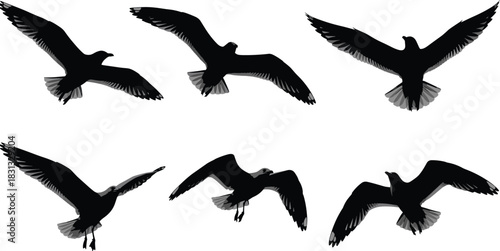 Dynamic flying bird silhouettes in multiple wing positions, detailed vector illustration of seagulls in flight, perfect for wildlife graphics, nature themes, coastal designs, and creative artwork