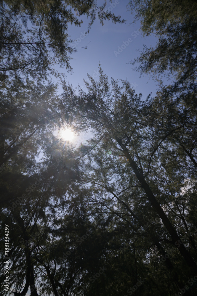 Fototapeta premium Sunlight Breaking Through Tree Canopy in Dense Forest Scene