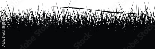 Black and white grass silhouette, abstract nature texture, high contrast reeds, minimalist vector art, horizontal blade, modern botanical design