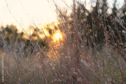 Little bluestem native Texas grass with fall season sunset in background.