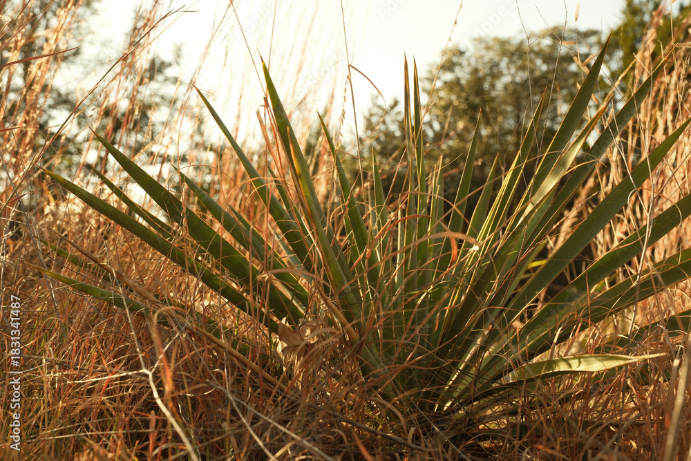 Fototapeta premium Yucca plant closeup in Texas landscape during fall season.