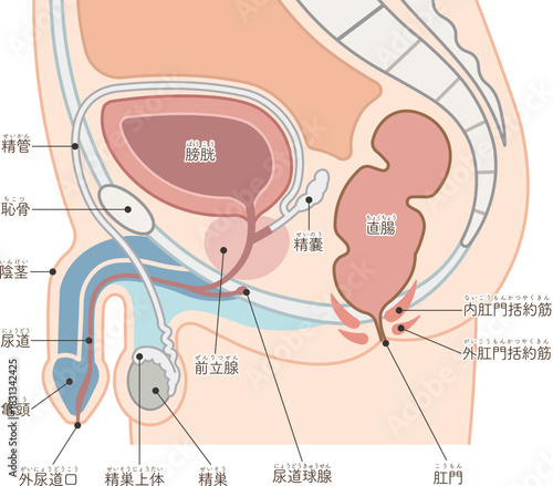 男性の生殖器のイラスト_Male reproductive organs
