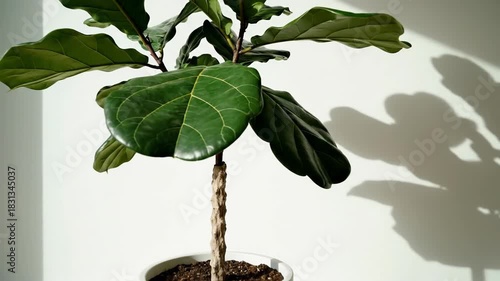 Indoor houseplant with sunlight shadows and green leafy foliage in a pot