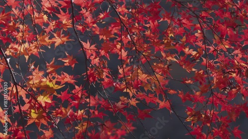 青空に映える美しい紅葉 Autumn Foliage Against a Clear Blue Sky