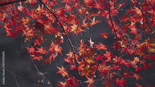 青空に映える美しい紅葉 Autumn Foliage Against a Clear Blue Sky