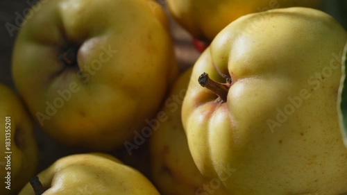 Golden quince fruit harvest awaiting autumn recipes, a taste of fall's bounty with subtle sweetness and unique flavor for gourmet cuisine